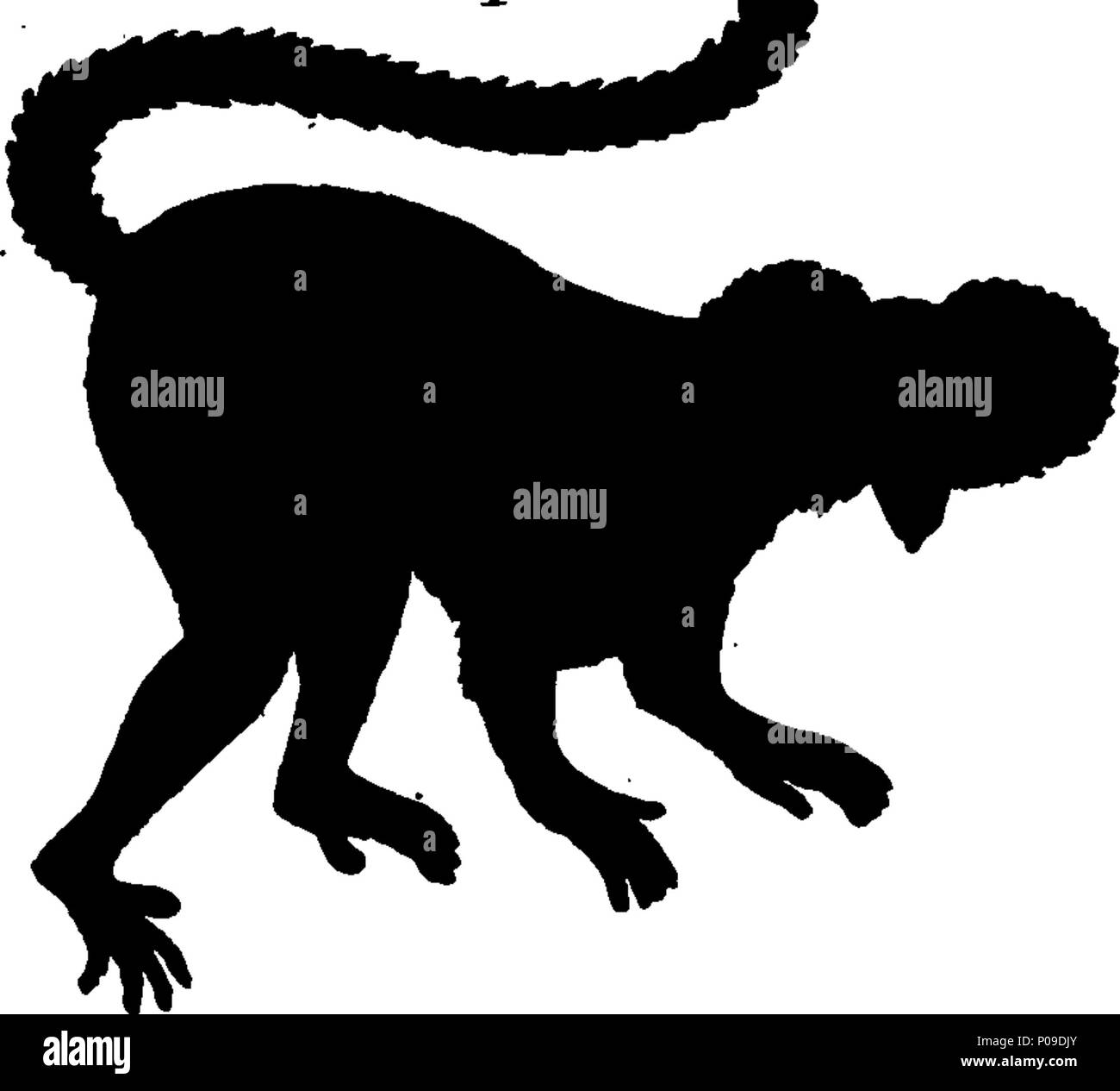 . Englisch: Fleuron aus Buch: Neues Wörterbuch der Naturgeschichte; oder, compleat Universal Display der belebten Natur. Mit präzisen Darstellungen der meisten neugierig und schöne Tiere, elegant gefärbt. Von William Frederic Martyn, Esq. In zwei Bänden. ... 146 ein neues Wörterbuch der Naturgeschichte; oder, compleat Universal Display der belebten Natur Fleuron T 081840-13 Stockfoto