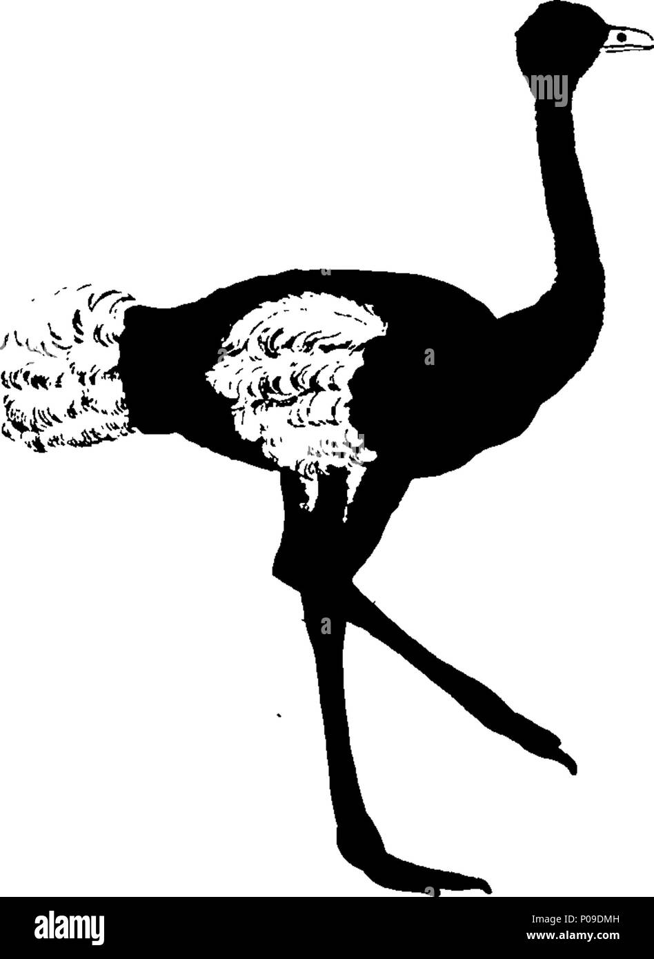 . Englisch: Fleuron aus Buch: Neues Wörterbuch der Naturgeschichte; oder, compleat Universal Display der belebten Natur. Mit präzisen Darstellungen der meisten neugierig und schöne Tiere, elegant gefärbt. Von William Frederic Martyn, Esq. In zwei Bänden. ... 146 ein neues Wörterbuch der Naturgeschichte; oder, compleat Universal Display der belebten Natur Fleuron T 081840-33 Stockfoto