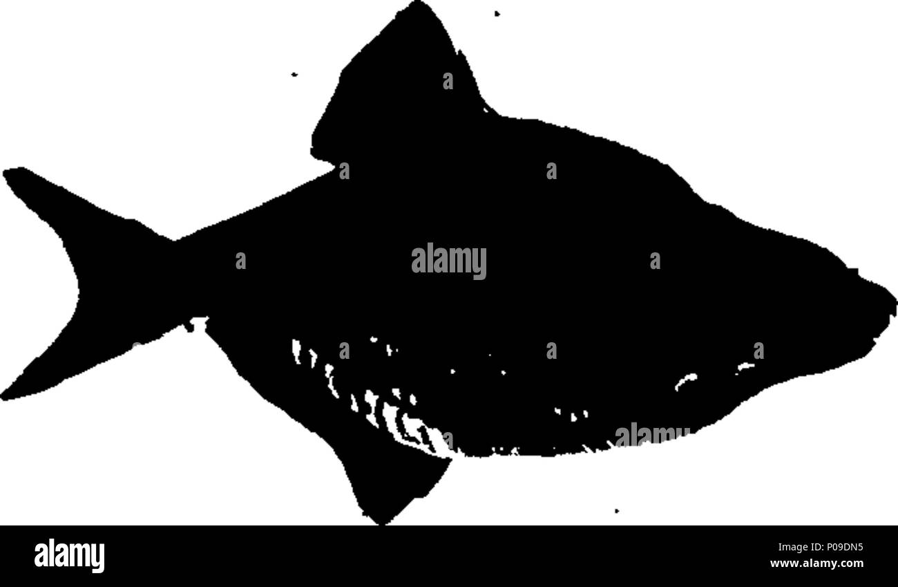 . Englisch: Fleuron aus Buch: Neues Wörterbuch der Naturgeschichte; oder, compleat Universal Display der belebten Natur. Mit präzisen Darstellungen der meisten neugierig und schöne Tiere, elegant gefärbt. Von William Frederic Martyn, Esq. In zwei Bänden. ... 146 ein neues Wörterbuch der Naturgeschichte; oder, compleat Universal Display der belebten Natur Fleuron T 081840-39 Stockfoto