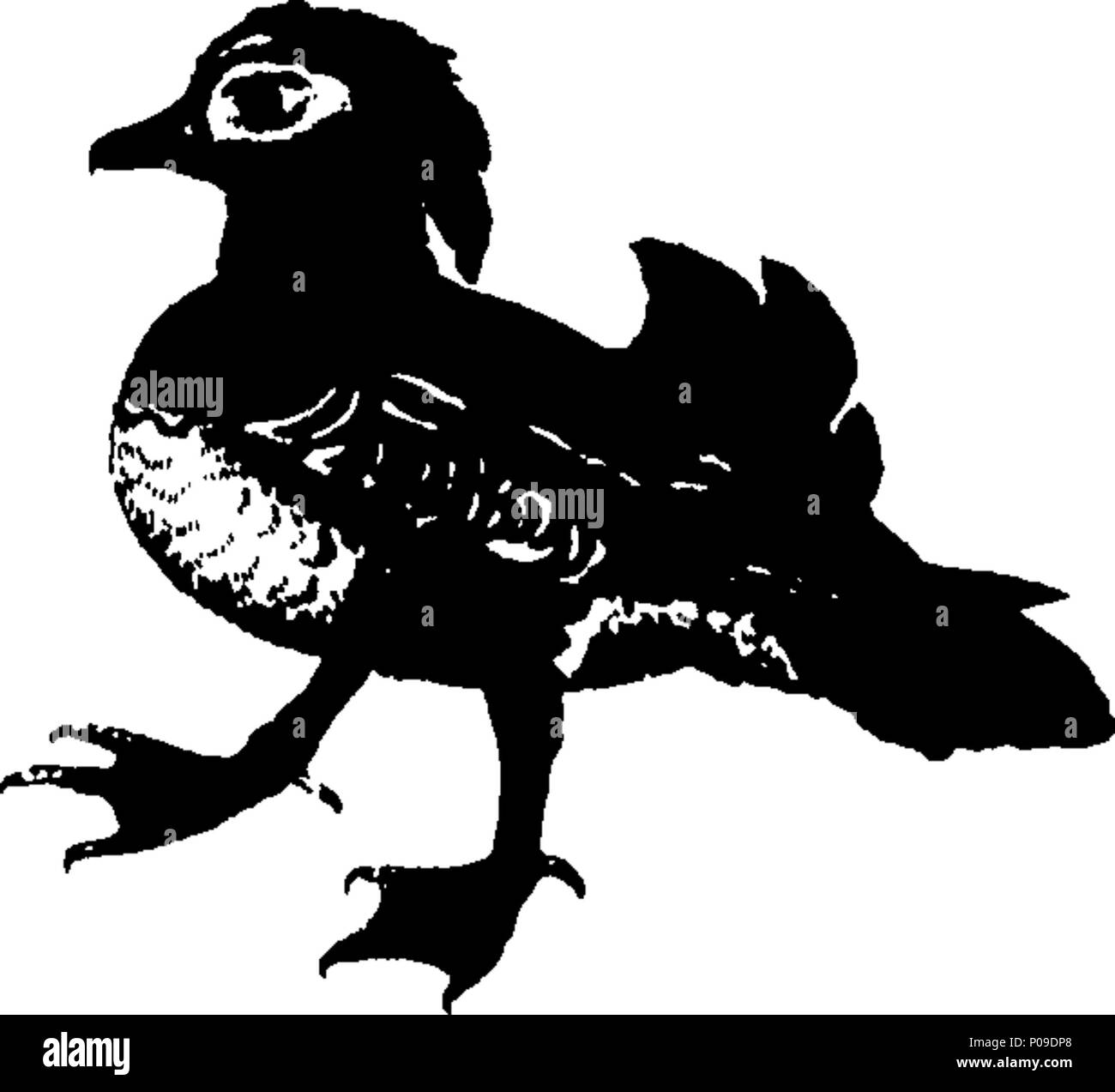 . Englisch: Fleuron aus Buch: Neues Wörterbuch der Naturgeschichte; oder, compleat Universal Display der belebten Natur. Mit präzisen Darstellungen der meisten neugierig und schöne Tiere, elegant gefärbt. Von William Frederic Martyn, Esq. In zwei Bänden. ... 146 ein neues Wörterbuch der Naturgeschichte; oder, compleat Universal Display der belebten Natur Fleuron T 081840-46 Stockfoto