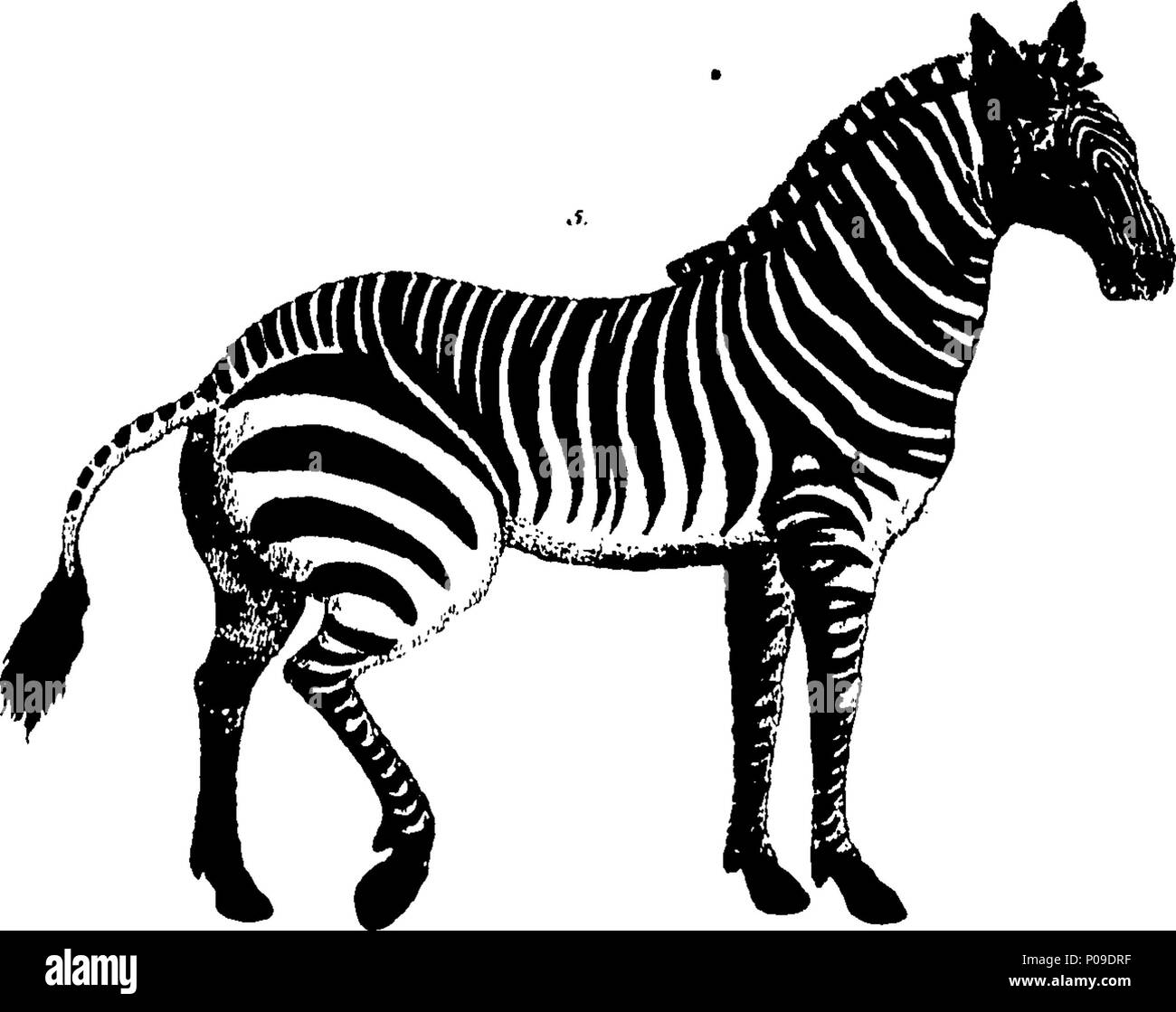 . Englisch: Fleuron aus Buch: Neues Wörterbuch der Naturgeschichte; oder, compleat Universal Display der belebten Natur. Mit präzisen Darstellungen der meisten neugierig und schöne Tiere, elegant gefärbt. Von William Frederic Martyn, Esq. In zwei Bänden. ... 146 ein neues Wörterbuch der Naturgeschichte; oder, compleat Universal Display der belebten Natur Fleuron T 081840-62 Stockfoto