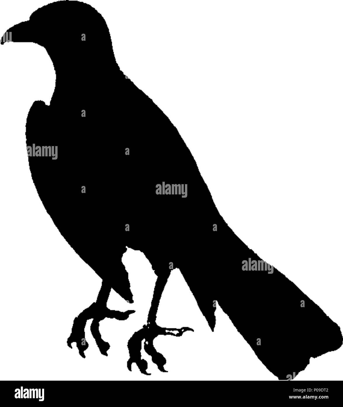 . Englisch: Fleuron aus Buch: Neues Wörterbuch der Naturgeschichte; oder, compleat Universal Display der belebten Natur. Mit präzisen Darstellungen der meisten neugierig und schöne Tiere, elegant gefärbt. Von William Frederic Martyn, Esq. In zwei Bänden. ... 146 ein neues Wörterbuch der Naturgeschichte; oder, compleat Universal Display der belebten Natur Fleuron T 081840-9 Stockfoto