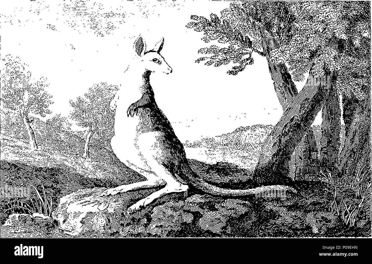 . Englisch: Fleuron aus Buch: Eine neue, royal, und komplettes System der allgemeinen Geographie, antient und moderne; einschließlich aller den späten wichtige Entdeckungen durch die Englischen und anderen gefeiert Navigatoren der verschiedenen Nationen, die in den verschiedenen Hemisphären, aus dem berühmten Columbus, die ersten Entdecker Amerikas, der Tod unserer nicht weniger berühmten Landsmann Captain Cook, &c. Und mit einer echten Geschichte und Beschreibung der ganzen Welt, als bestehend aus Imperien, Königreiche, Republiken und Provinzen, Kontinente, Inseln, Meere, &c. Mit der verschiedenen Länder, Städte, Dörfer, Pr Stockfoto