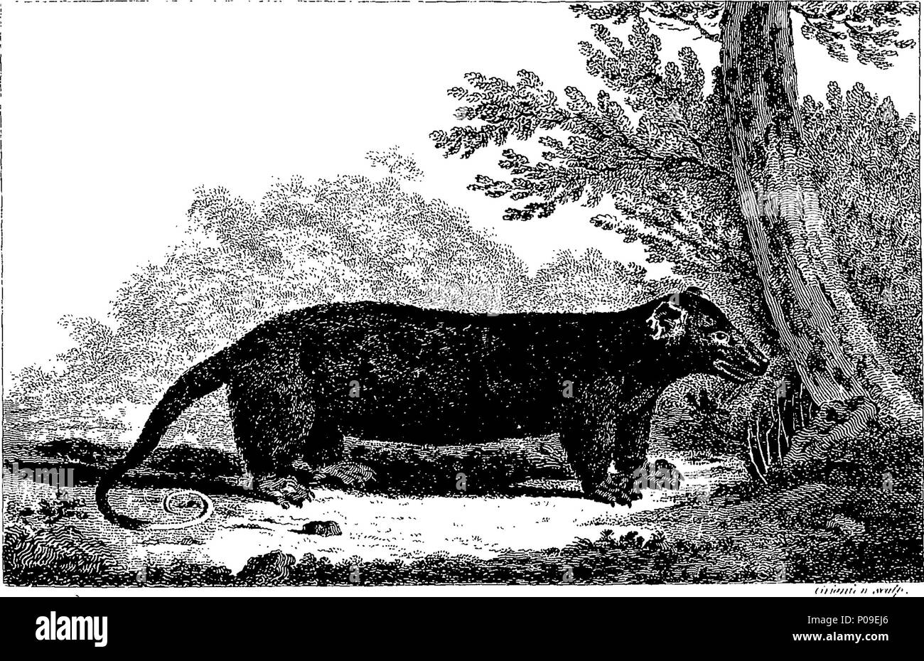 . Englisch: Fleuron aus Buch: Eine neue, royal, und komplettes System der allgemeinen Geographie, antient und moderne; einschließlich aller den späten wichtige Entdeckungen durch die Englischen und anderen gefeiert Navigatoren der verschiedenen Nationen, die in den verschiedenen Hemisphären, aus dem berühmten Columbus, die ersten Entdecker Amerikas, der Tod unserer nicht weniger berühmten Landsmann Captain Cook, &c. Und mit einer echten Geschichte und Beschreibung der ganzen Welt, als bestehend aus Imperien, Königreiche, Republiken und Provinzen, Kontinente, Inseln, Meere, &c. Mit der verschiedenen Länder, Städte, Dörfer, Pr Stockfoto