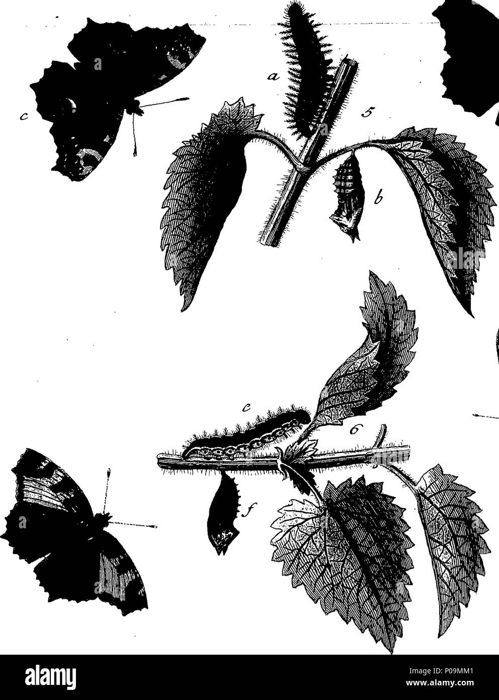 . Englisch: Fleuron aus Buch: eine natürliche Geschichte der englischen Insekten. Illustriert mit 100 Kupferplatten, neugierig Eingraviert aus dem Leben: Und genau mit dem Thema Eleasar, Albin, Maler. Zu denen hinzugefügt werden, große Notizen und viele neugierige Beobachtungen. Von W. Derham, D.D. Fellow der Royal Society. 136 Eine natürliche Geschichte der englischen Insekten Fleuron T 180297-14 Stockfoto