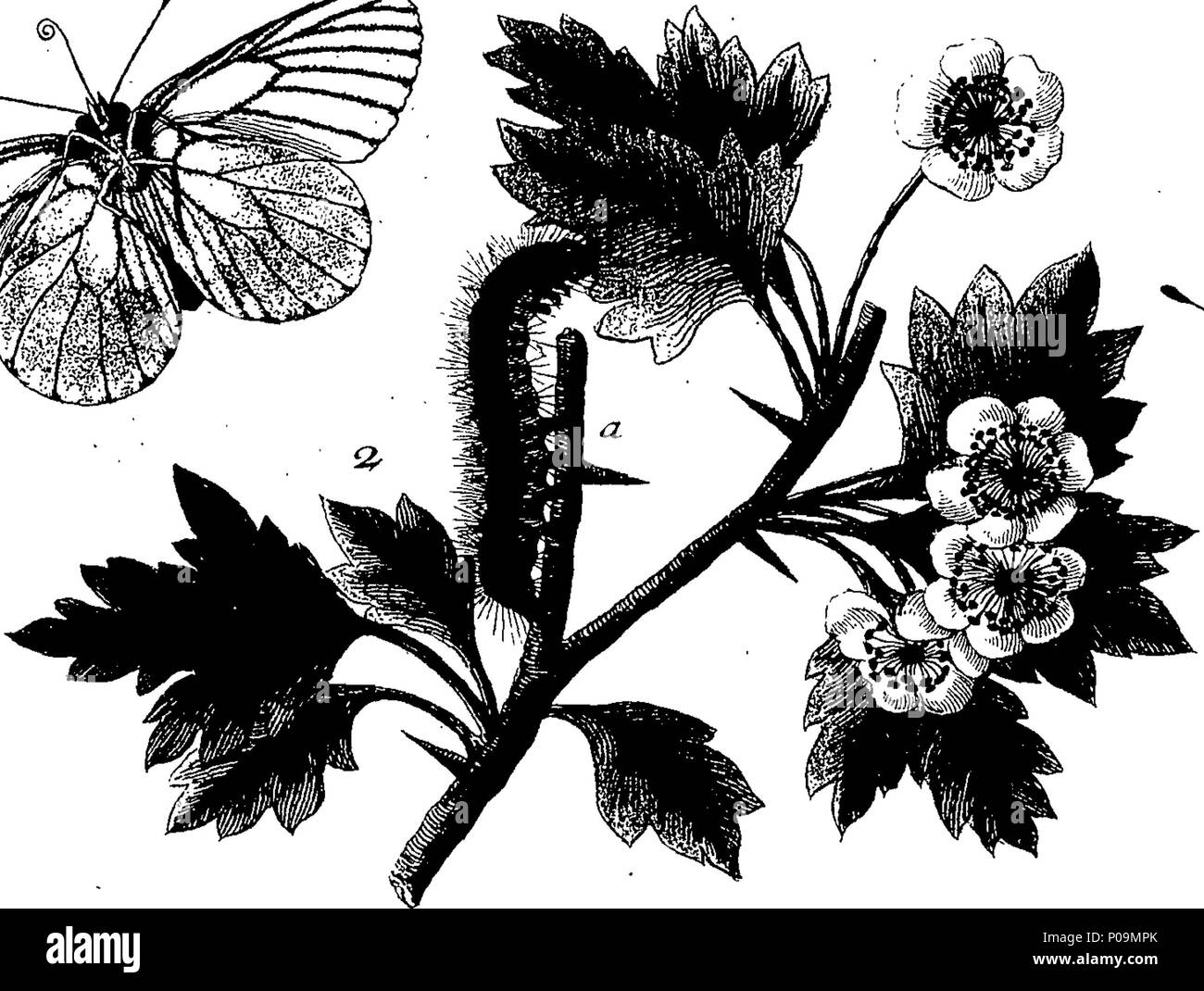 . Englisch: Fleuron aus Buch: eine natürliche Geschichte der englischen Insekten. Illustriert mit 100 Kupferplatten, neugierig Eingraviert aus dem Leben: Und genau mit dem Thema Eleasar, Albin, Maler. Zu denen hinzugefügt werden, große Notizen und viele neugierige Beobachtungen. Von W. Derham, D.D. Fellow der Royal Society. 136 Eine natürliche Geschichte der englischen Insekten Fleuron T 180297-9 Stockfoto