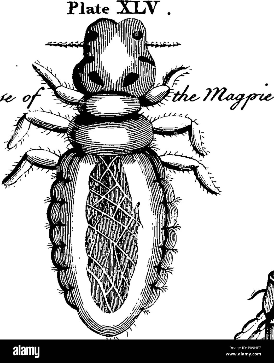 . Englisch: Fleuron aus Buch: eine natürliche Geschichte der Spinnen und andere neugierige Insekten, von eleasar Albin. Illustriert mit 50 drei Kupferplatten, eingraviert in den besten Händen. 137 Eine natürliche Geschichte der Spinnen und andere neugierige Insekten, von eleasar Albin Fleuron T 180295-46 Stockfoto