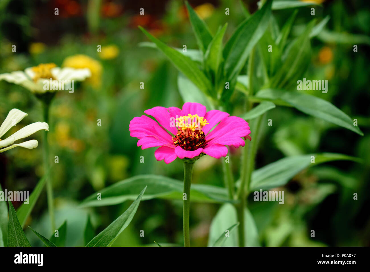 Köstliches Essen, das Sie mit Ihrer Familie und Freunden teilen können Stockfoto