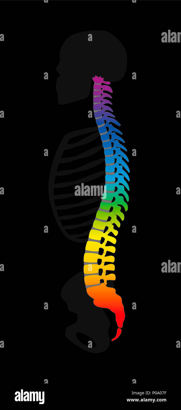 Die Wirbelsäule. Regenbogenfarbige Backbone. Bunte Wirbelsäule und graues Skelett, symbolische für gesunde Wirbelknochen. Stockfoto