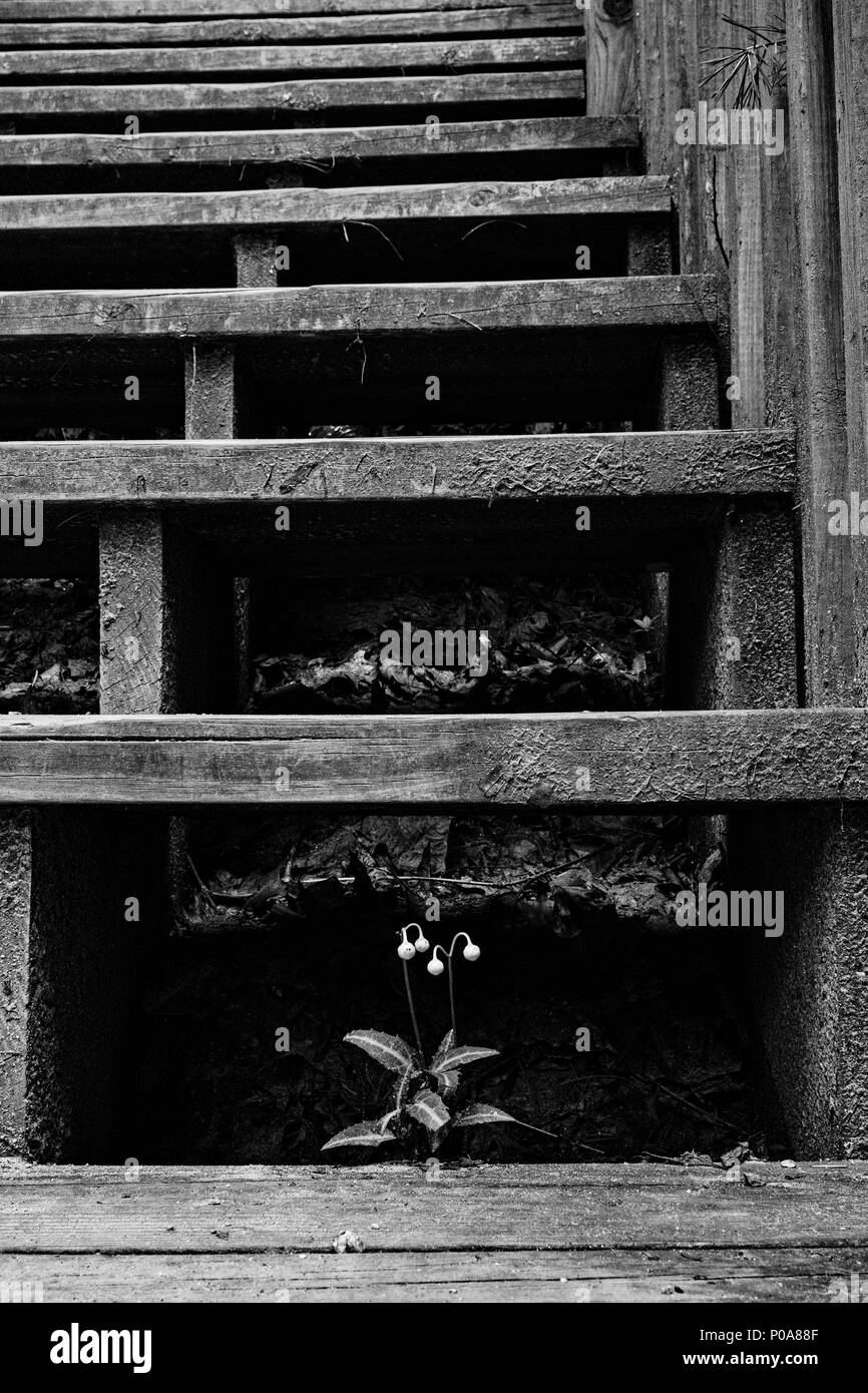 Wintergreen (Chimaphila maculata) tierisch darauf in hölzernen Stufen (B&W) - DuPont State Forest, in der Nähe von Brevard, North Carolina, USA entdeckt Stockfoto