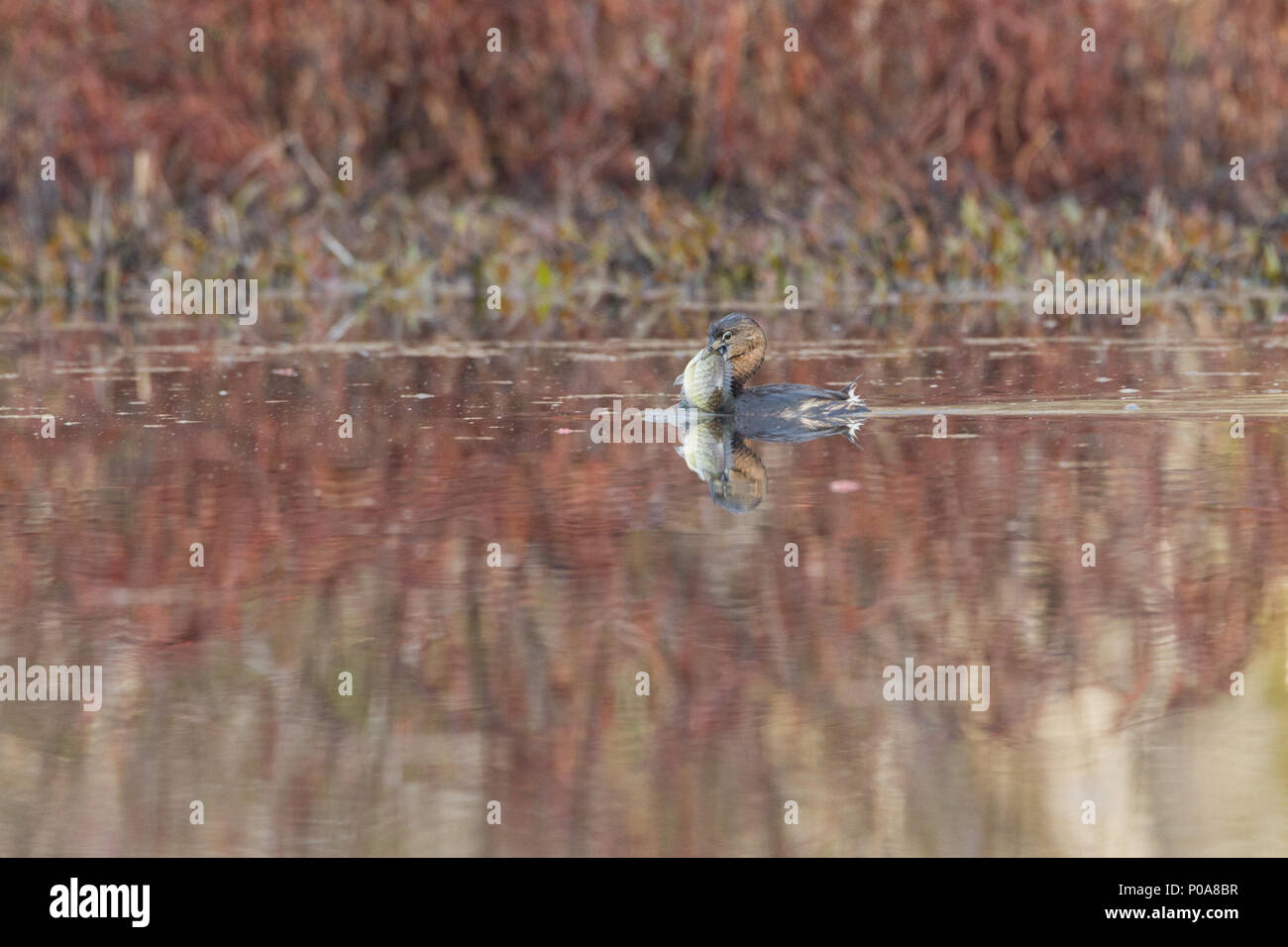 A Pied-Grebe, die versuchen, eine große Brassen zu essen in Rechnung gestellt. Stockfoto