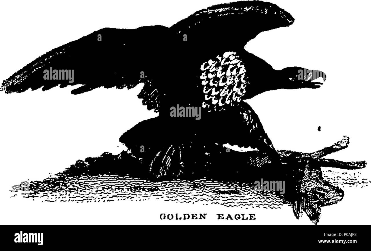 . Englisch: Fleuron aus Buch: Ein neues System der natürlichen Geschichte der vierfüßige Tiere, Vögel, Fische und Insekten. In drei Bänden. ... 159 Ein neues System der natürlichen Geschichte der vierfüßige Tiere, Vögel, Fische und Insekten Fleuron N 011120-6 Stockfoto