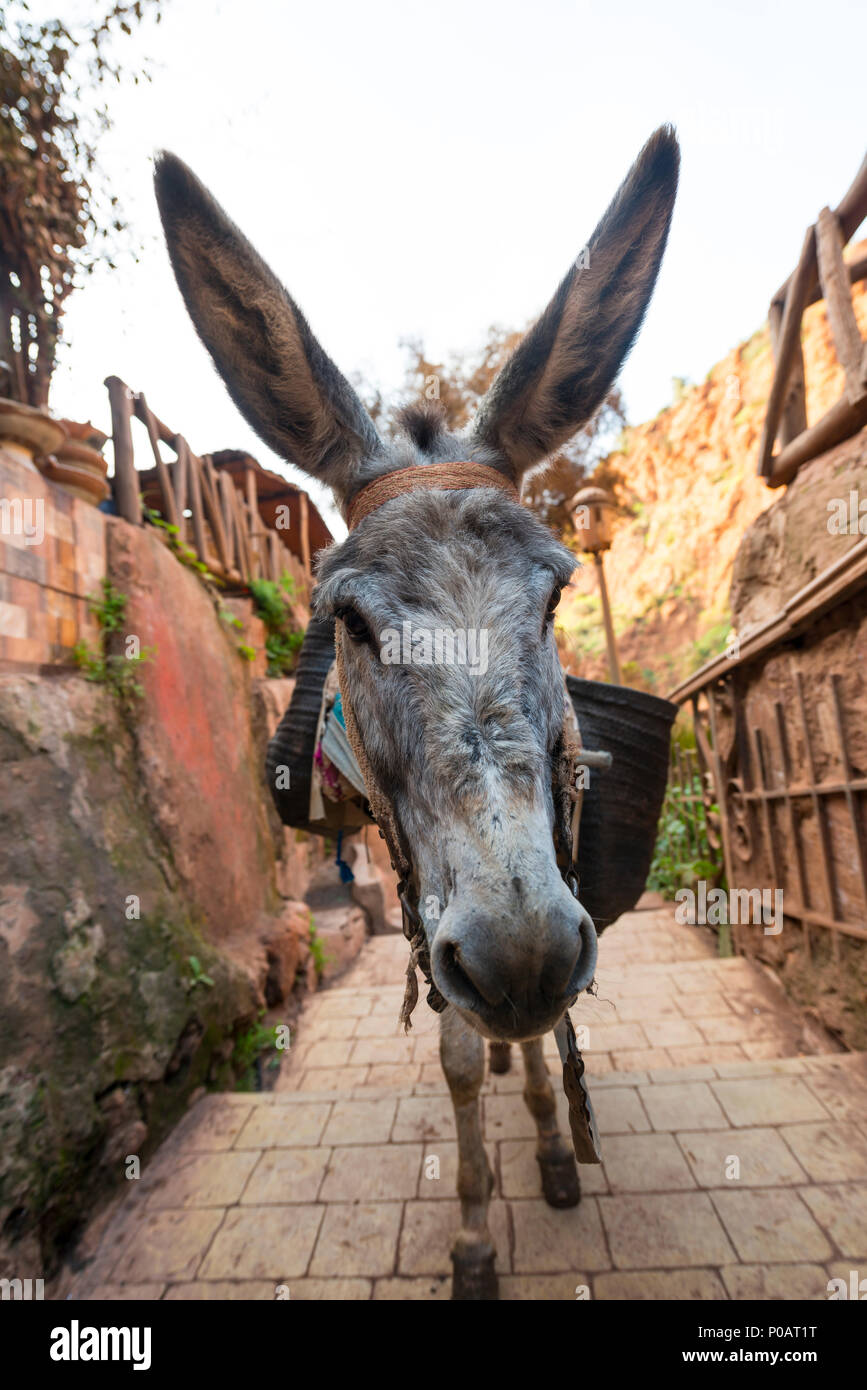 Esel mit langen Ohren in einer Gasse, Marokko Stockfoto