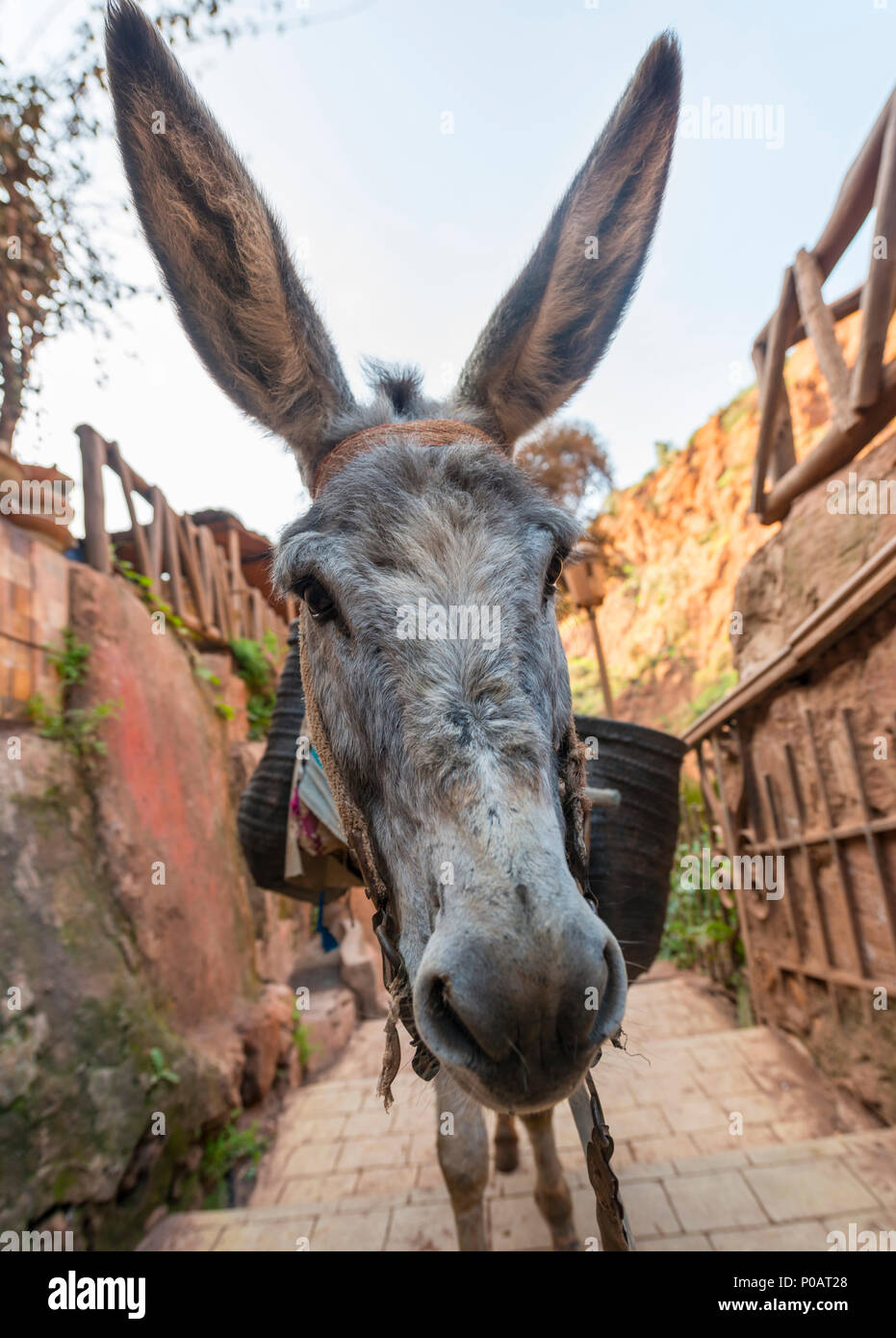 Esel mit langen Ohren, Tier Portrait, Marokko Stockfoto