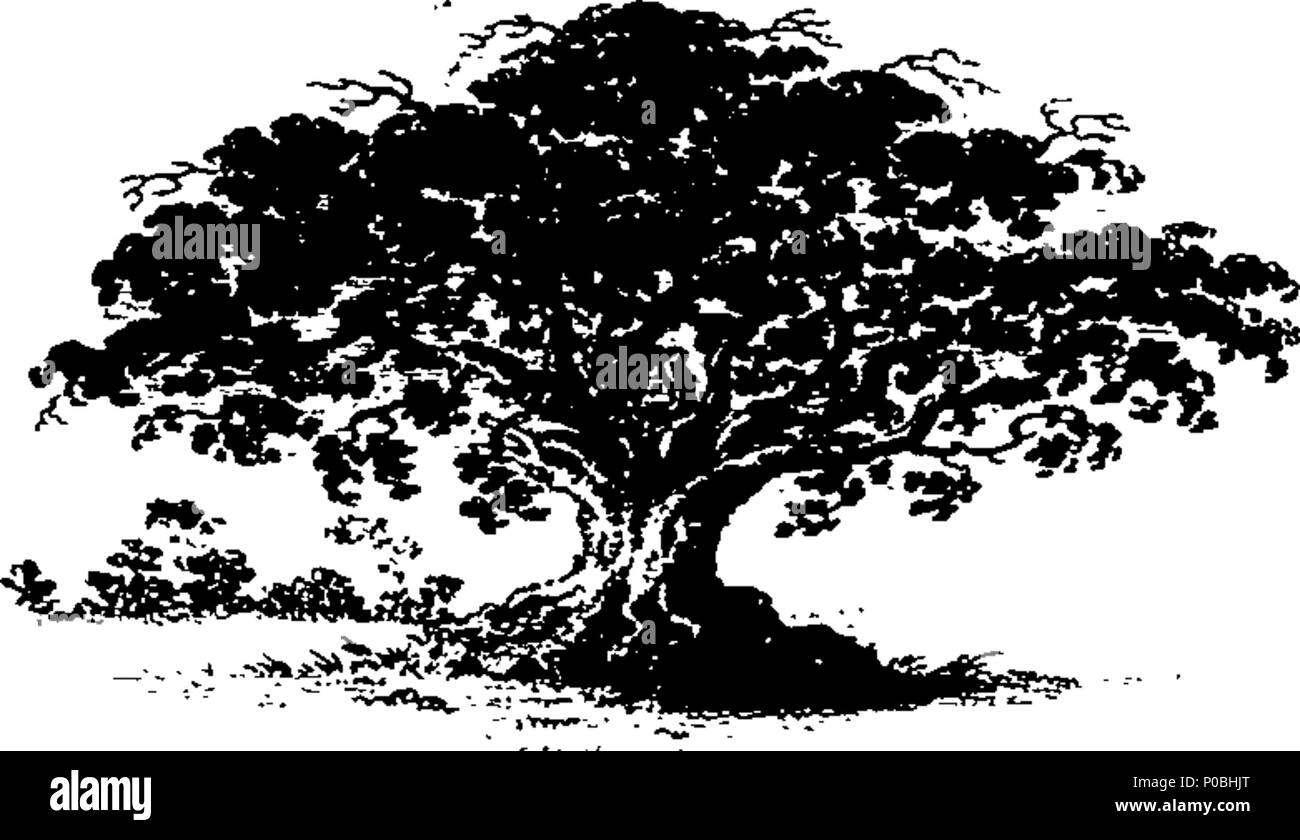 . Englisch: Fleuron aus Buch: Eine praktische Abhandlung über die Anpflanzung und Bewirtschaftung der Wälder und coppices von S. H. Esq. ... 176 Eine praktische Abhandlung über die Anpflanzung und Bewirtschaftung der Wälder und coppices von S. H. Esq. - Fleuron N 022062-18 Stockfoto