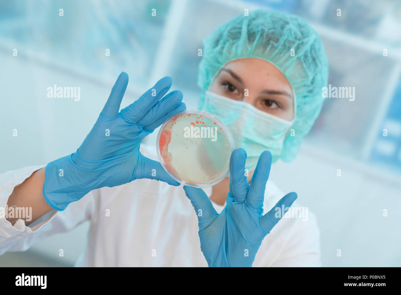 Wissenschaftler untersuchen das mikrobielle Wachstum auf einer Petrischale. Stockfoto