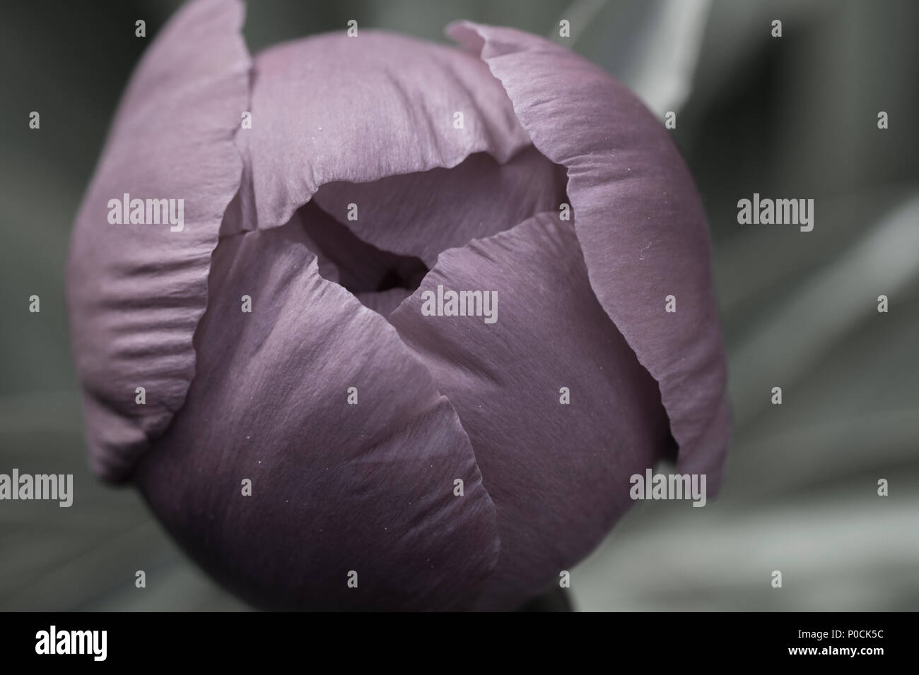 Ein rosa Pfingstrosen Knospe öffnen in der Sonne. Stockfoto