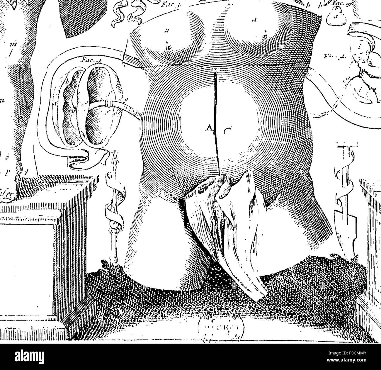 . Englisch: Fleuron aus Buch: eine Umfrage des microcosme: oder, die Anatomie der Körper des Mannes und der Frau. Worin die Haut, Venen, Arterien, Nerven, Muskeln, Innereien, Knochen, Bänder und Gelenke werden genau beschrieben, und so entsorgt werden durch Einfügen, so dass alle Teile der genannten Einrichtungen, sowohl intern als auch extern, sind genau an den richtigen Ort vertreten. Nützlich für alle Ärzte, chyrurgeons, statuaries, Maler, &c. Von Michael Spaher von Tirol, und Remilinus. Durch Clopton Havers, M.D. und Fellow der Royal Society korrigiert. 216 Eine Umfrage der microcosme - oder, die Anatomie der b Stockfoto