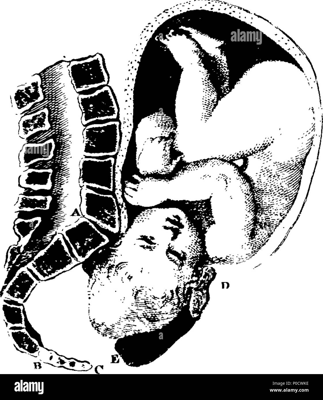 . Englisch: Fleuron aus Buch: eine Reihe von anatomischen Tabellen, mit Erläuterungen und eine Übersicht über die Praxis der Geburtshilfe; mit dem Ziel, eine Abhandlung zu diesem Thema, und Sammlung von Fällen zu illustrieren. Von William Smellie, M.D.199 eine Reihe von anatomischen Tabellen Fleuron T 134851-9 Stockfoto