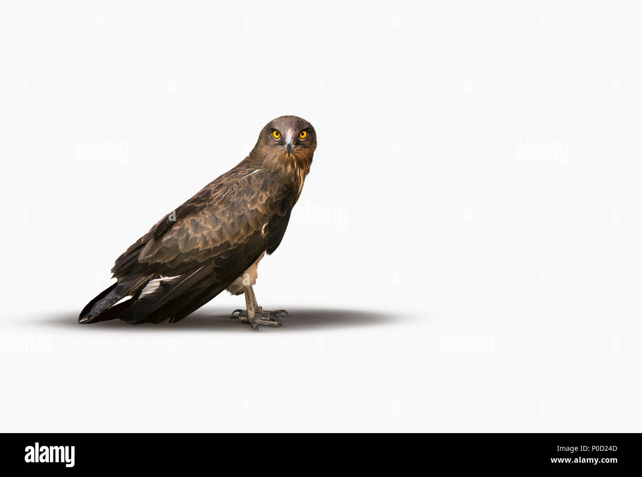Falcon an der Kamera auf einem weißen Hintergrund. Stockfoto