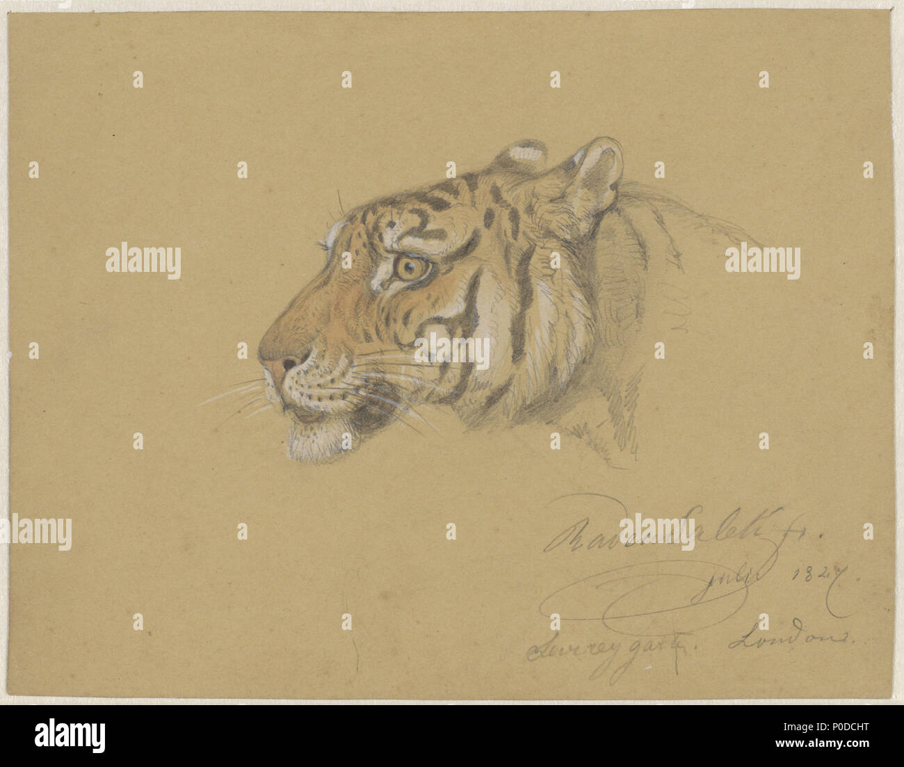 . Kopf eines Tigers. 1827 13 Kop van een Sarief Bastaman Tijger, Raden Saleh, 1827 - Rijksmuseum Stockfoto