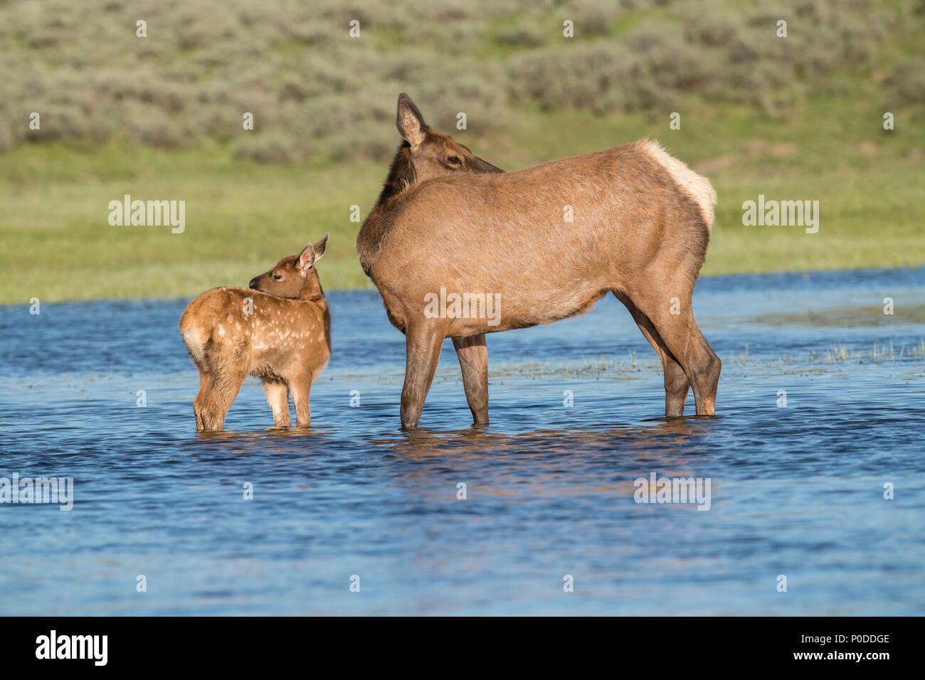 Elch Kuh und Kalb in Yellowstone River Stockfoto