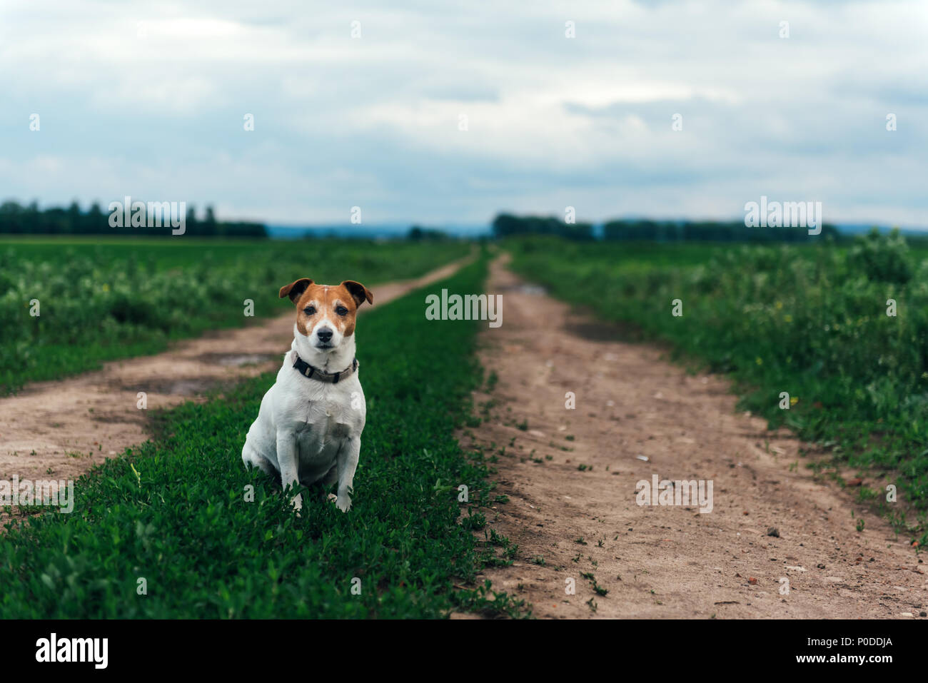 Jack Russel Terrier auf der Straße im Feld Stockfoto