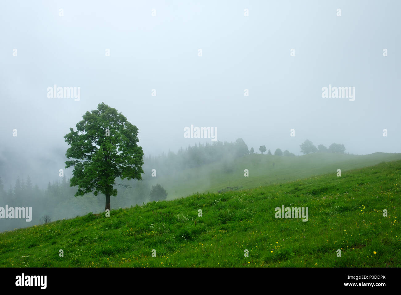 Allein Baum im Nebel Stockfoto