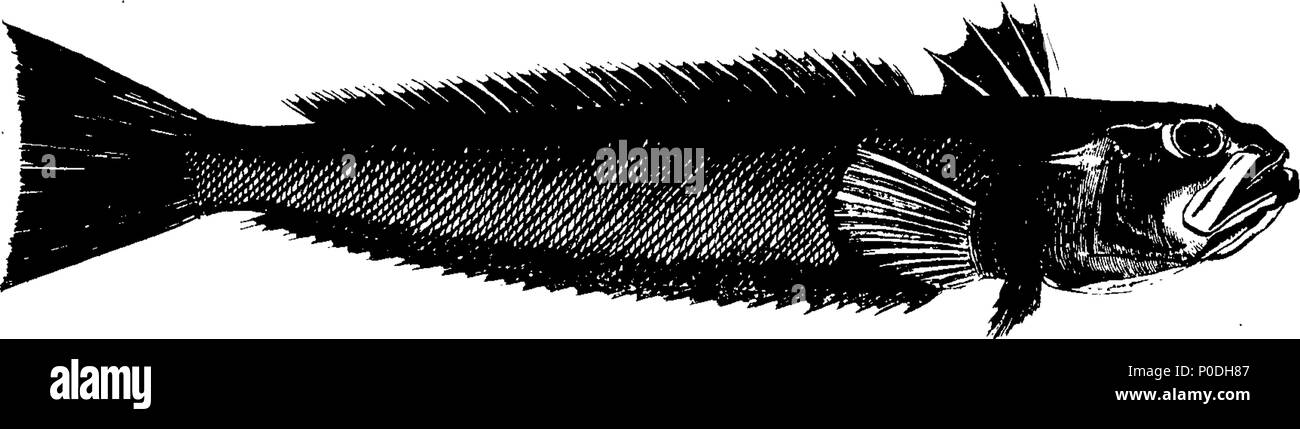 . Englisch: Fleuron aus Buch: eine Tour in Schottland. MDCCLXIX. 222 eine Tour in Schottland. MDCCLXIX. Fleuron T 143680-10 Stockfoto