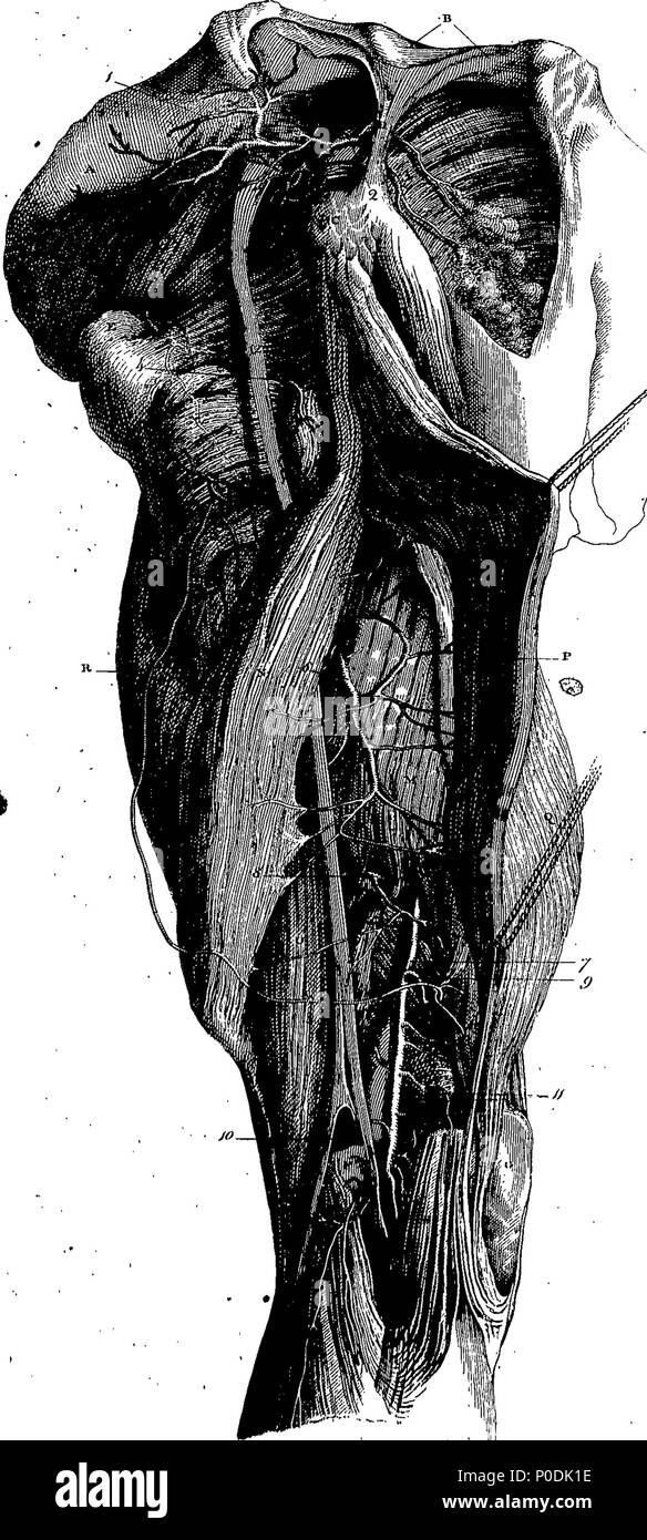 . Englisch: Fleuron aus Buch: ein System von dissektionen, erklärt die Anatomie des menschlichen Körpers, die Art und Weise der Darstellung der Teile und ihre Sorten in Krankheit. Band der ersten. Mit dem Sezieren des Abdomen, Thorax, Becken, Hüfte und Bein. Die zweite Ausgabe. Von Charles Bell, ... 217 Ein System von dissektionen, erklärt die Anatomie des menschlichen Körpers, die Art und Weise der Darstellung der Teile und ihre Sorten in Krankheit Fleuron T 130166-47 Stockfoto