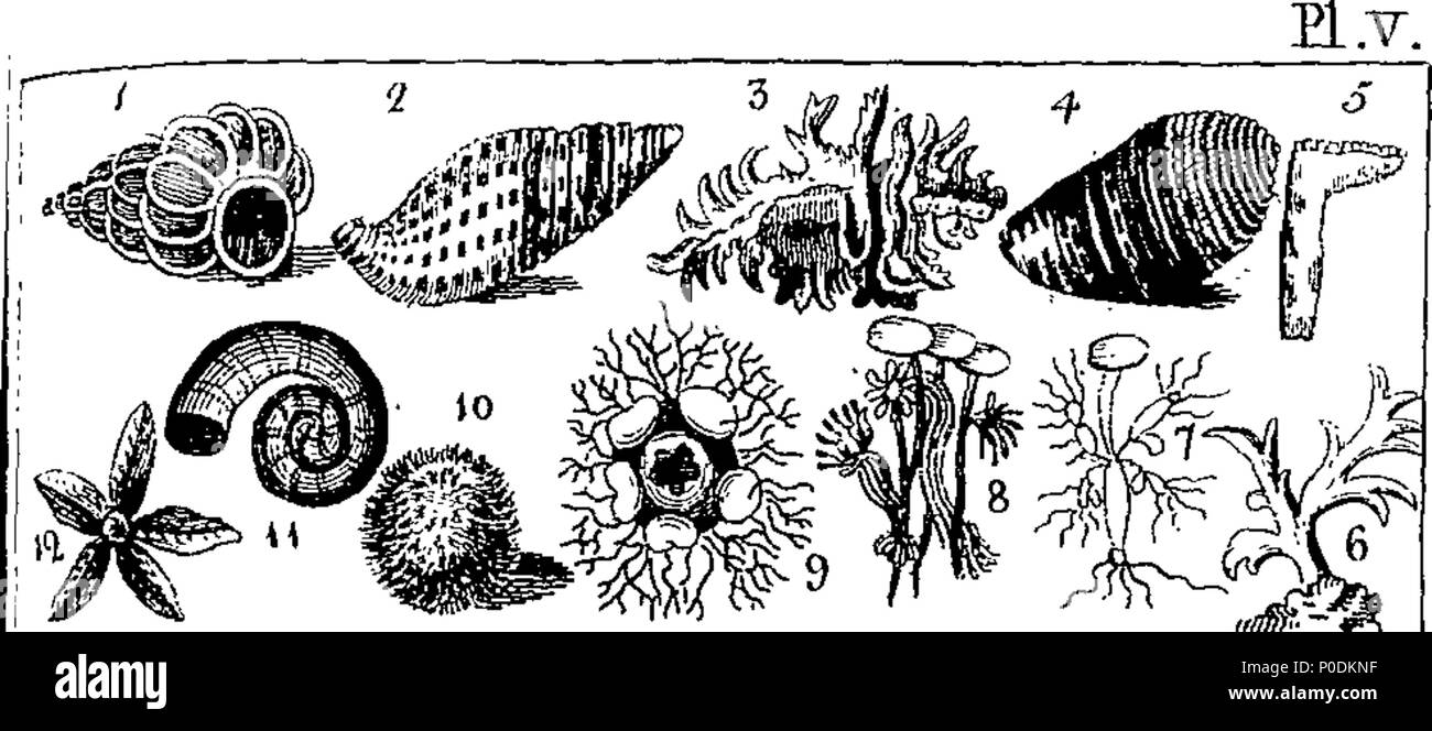 . Englisch: Fleuron aus Buch: ein System der Naturgeschichte, angepasst für die Unterweisung der Jugend, in der Form eines Dialogs. Ursprünglich in deutscher Sprache geschrieben, von Prof. Raff von Göttingen; jetzt erst ins Englische übersetzt. ... 218 Ein System der Naturgeschichte, angepasst für die Unterweisung der Jugend, in der Form eines Dialogs Fleuron T 139794-3 Stockfoto