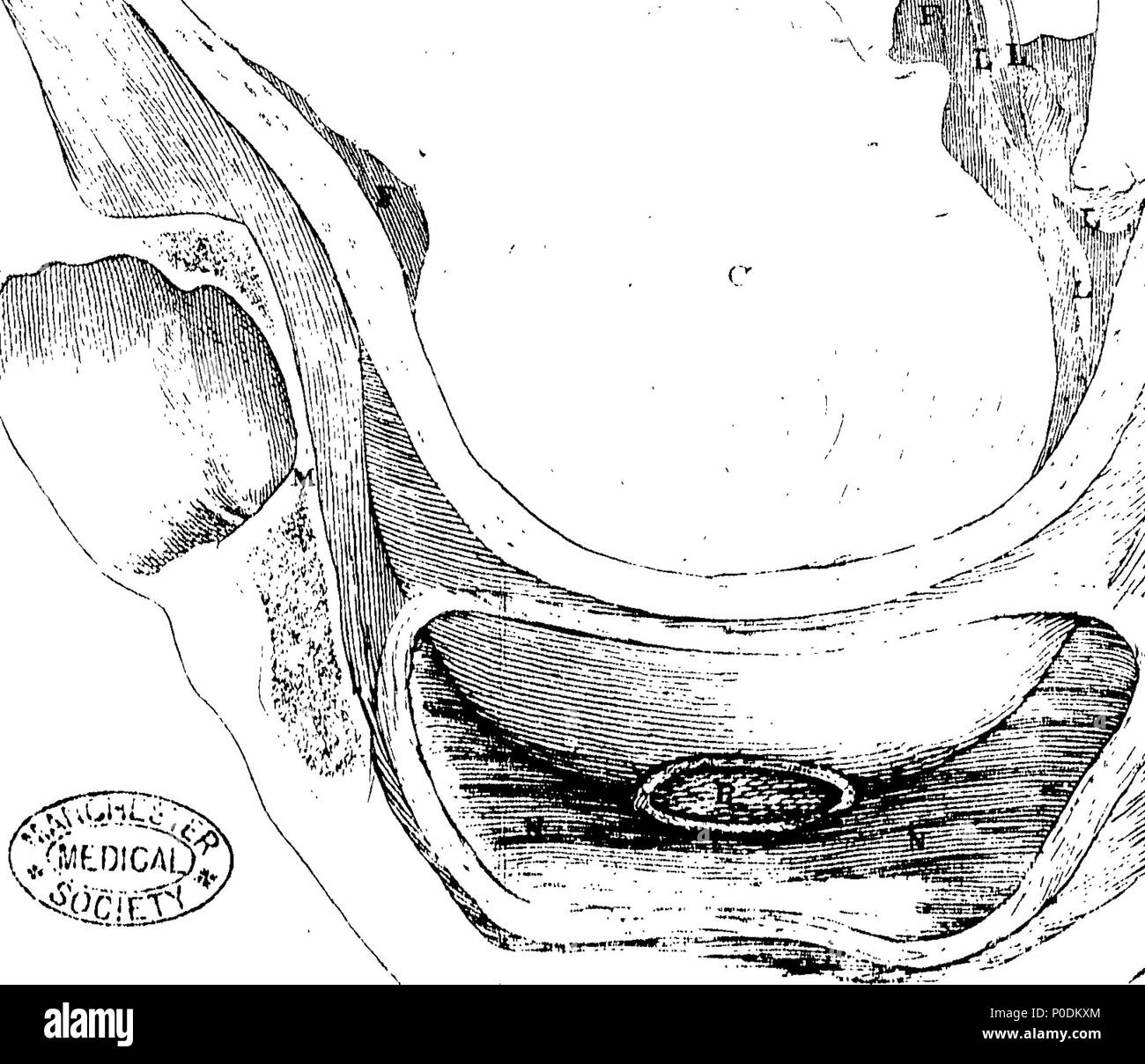 . Englisch: Fleuron aus Buch: ein System der geburtshilflichen Tabellen, mit Erklärungen, die die Grundlagen für die Theorie und Praxis der Hebammen. Von John Aitken, M.D. Fellow des Royal College der Chirurgen, Mitglied der Königlichen medizinischen, physischen, und Antiquarische Gesellschaft, einer Der Chirurgen Der Royal Infirmary, Dozent für Anatomie, Chirurgie und Geburtshilfe, und Ehrenpräsident des Chirurco-Obstetrical Gesellschaft von Edinburgh. Für den Einsatz von Schülern und Studenten. 218 Ein System der geburtshilflichen Tabellen, mit Erklärungen, die die Grundlagen für die Theorie und Praxis der Geburtshilfe Fleuron N Stockfoto