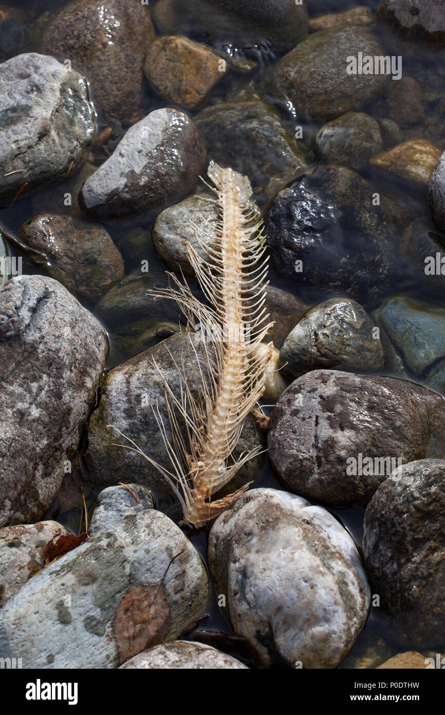 Skelett einer gelaicht Pacific sockeye Lachse in der Adams River in British Columbia, Kanada, nach der Rückkehr, Eier zu legen, bevor es in das, was als Lachs bekannt ist gestorben Stockfoto