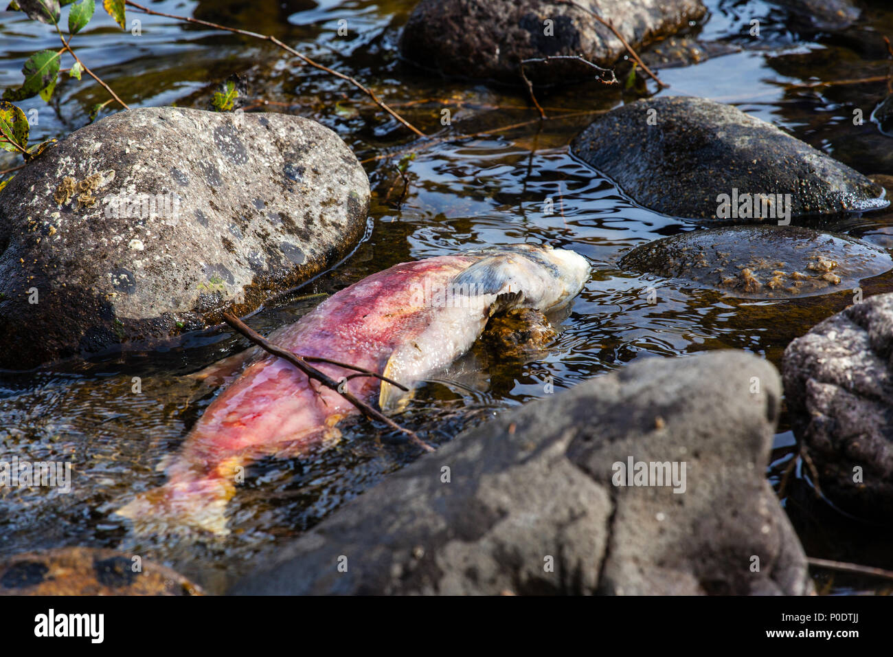 Ein toter Pacific sockeye Lachse in der Adams River in British Columbia, Kanada, nach der Rückkehr zu laichen, bevor es in das, was als Salmon Run bekannt ist gestorben. Laich Stockfoto