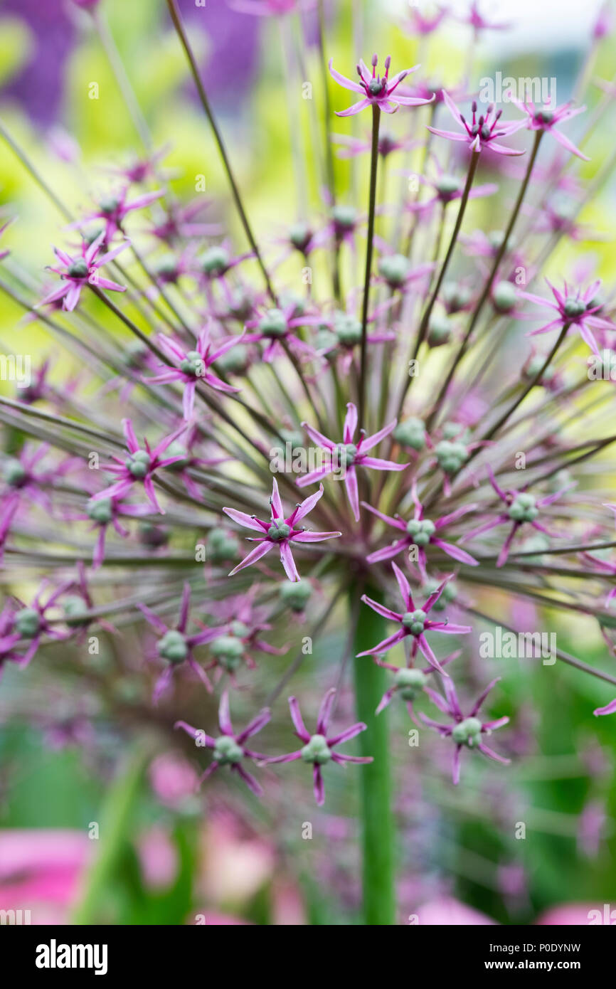 Der Allium 'Spider' Blume Anzeige an eine Blume zeigen. Großbritannien Stockfoto