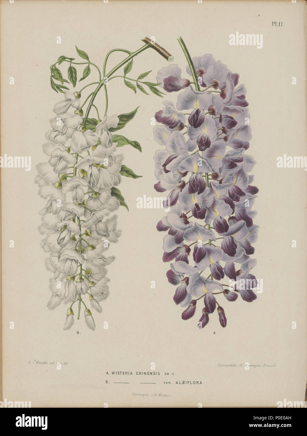 . Wisteria sinensis (rechts) und Wisteria sinensis var. albiflora. Bilder von Abraham Jacobus Wendel, von der Niederländischen Sprache buch Flora: beschrijvingen en afbeeldingen van boomen, Heesters, éénjarige planten, Enz. voorkomende in De Nederlandsche tuinen durch H.Witte und A.J.Wendel, Groningen: Wolters, [1868]. Die Pflanzen abgebildet, wo aus Japan in die Niederlande von Philipp Franz von Siebold. . A. Wisteria Chinensis de C. (rechts) B. (Wisteria Chinensis) Var albiflora (links). 1868. H. Witte und Abraham Jacobus Wendel271 Afbeelding-011 - Wisteria sinensis Stockfoto