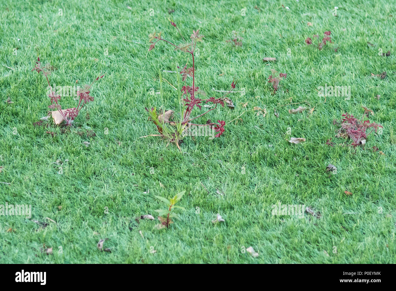 Unkraut wächst im Kunstrasen Stockfoto