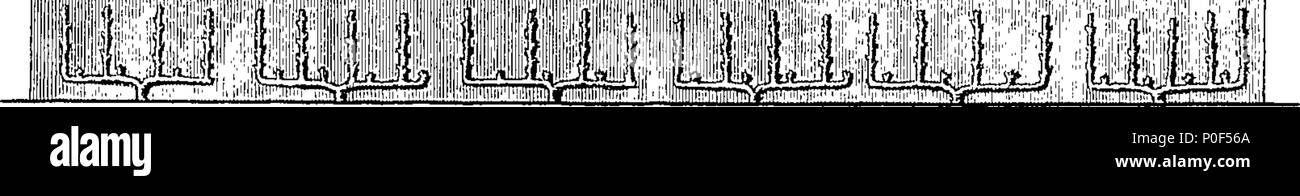 . Englisch: Fleuron aus Buch: eine Abhandlung über die Kultur der Rebe, zeigen neue und günstige Methoden zur Vermehrung, Pflege und Training, das Werk, um es in Fülle fruchtbar machen. Zusammen mit neuen Hinweise auf die Bildung von Weinbergen in England. Von William Speechly, Gärtner an den Herzog von Portland. 236 eine Abhandlung über die Kultur der Rebe Fleuron T 147497-6 Stockfoto