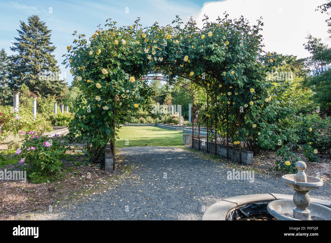Gelb blühende Rosen wachsen auf einer Laube in Seatac, Washington. Stockfoto