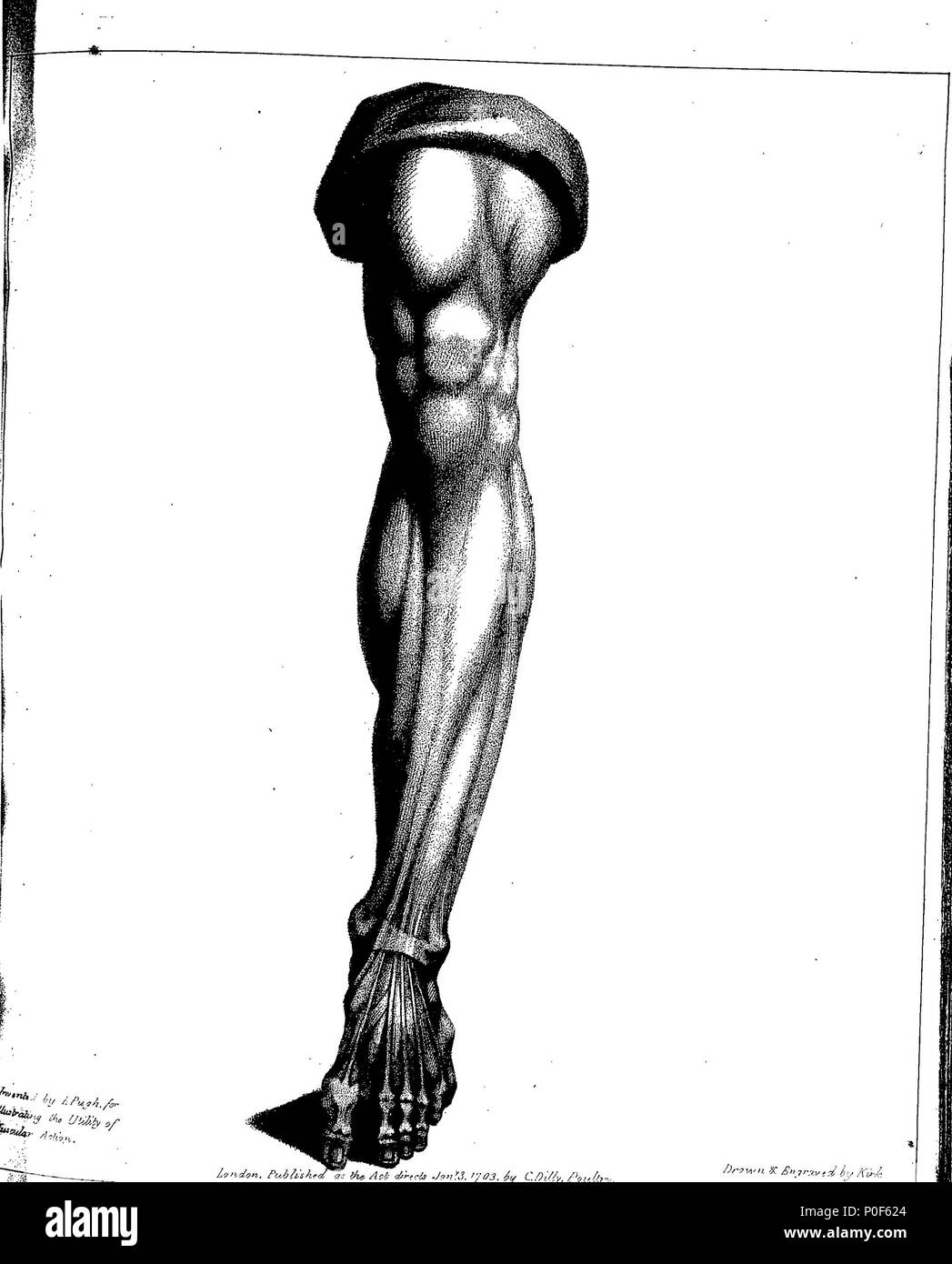 . Englisch: Fleuron aus Buch: eine Abhandlung über die Wissenschaft der muskulöse Aktion. Von John Pugh, Anatom. 238 eine Abhandlung über die Wissenschaft der muskulöse Aktion. Von John Pugh, Anatom. Fleuron T 113995-9 Stockfoto