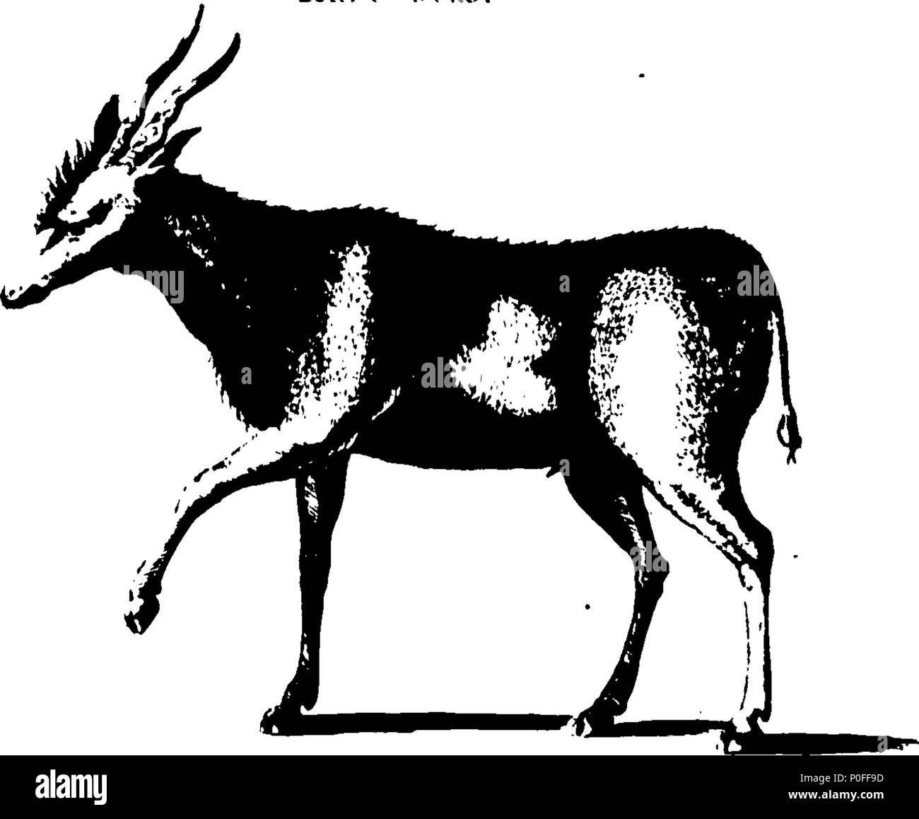 . Englisch: Fleuron aus Buch: eine Reise zum Kap der Guten Hoffnung, auf dem Weg zur Antarktis Polarkreis, und rund um die Welt: Vor allem aber in das Land der Hottentotten und Caffres, vom Jahr 1772 bis 1776. Von Andrew Sparrman, M.D. Professor für Physik an der Stockholm, Fellow der Königlichen Akademie der Wissenschaften in Schweden, und Inspektor der Kabinett der Naturgeschichte. Aus dem Schwedischen übersetzt. Mit Platten. In zwei Bänden. ... 251 eine Reise zum Kap der Guten Hoffnung Fleuron T 150219-2 Stockfoto