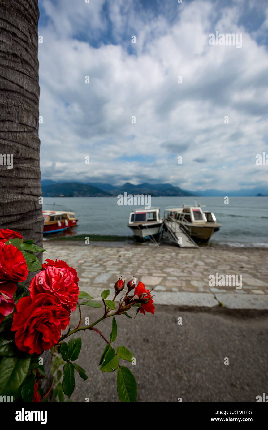 Blühende rote Rosen in der Nähe der Ufer des Lago di Maggiore in Norditalien mit unscharfen Boote, Wasser und weißen Wolken im Hintergrund Stockfoto