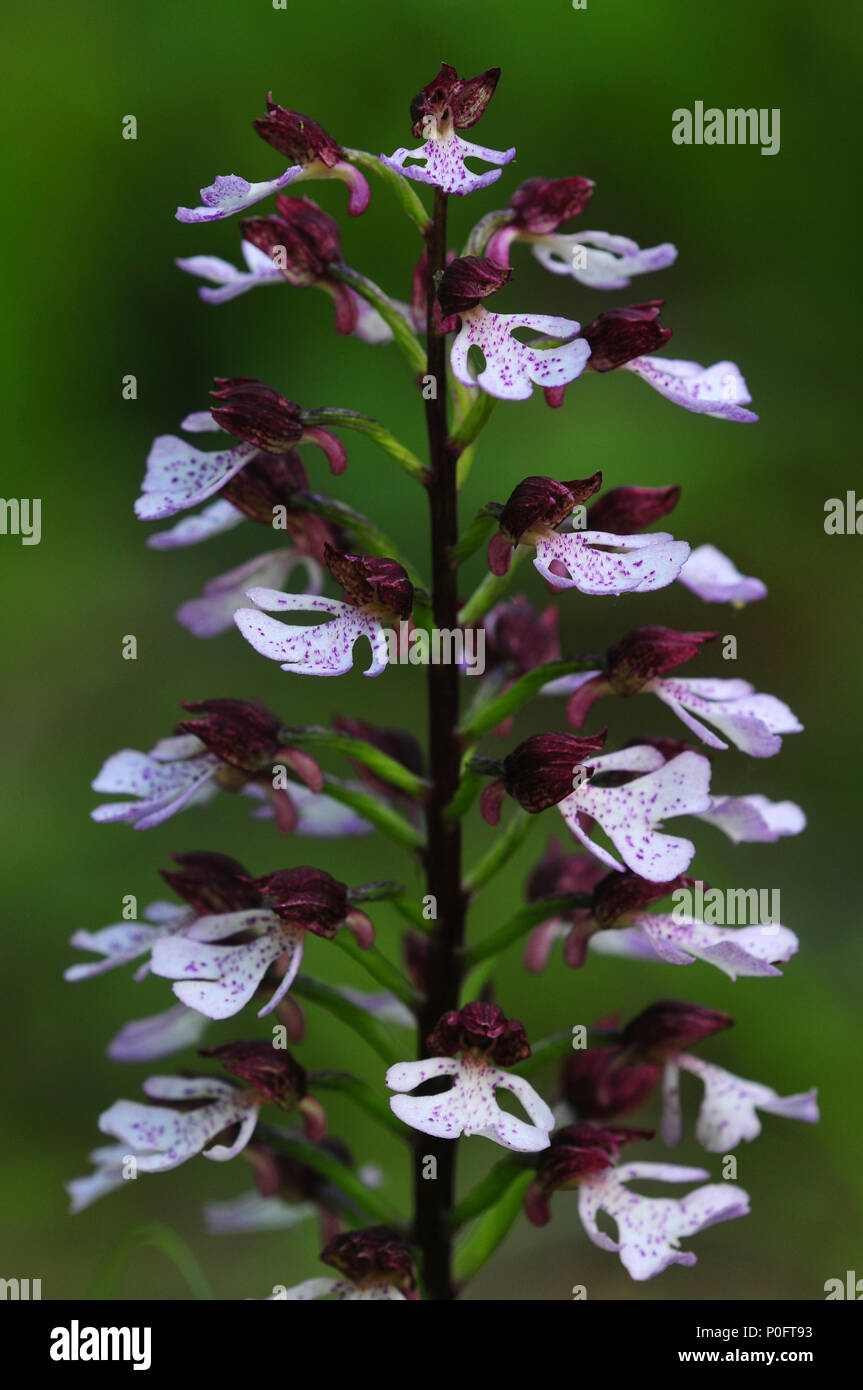 Lady Orchidee Stockfoto