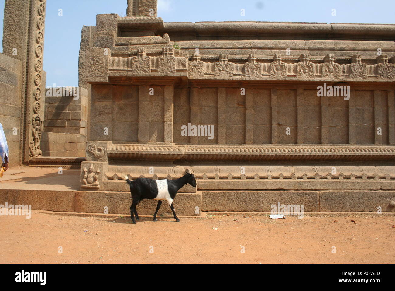 Schwarze und weiße Ziege im antiken Gebäude, Mamallapuram, Indien Stockfoto