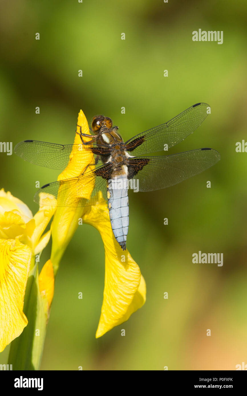 Libelle, Plattbauch Libellula depressa,, männlich, Gelbe Flagge Iris, Iris pseudacorus, Sussex, UK, Mai, Stockfoto