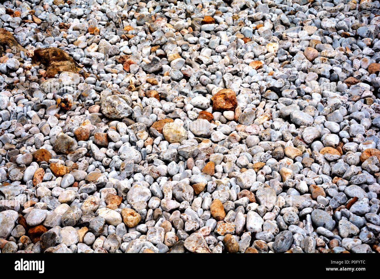 Kieselsteine am Strand Stockfoto