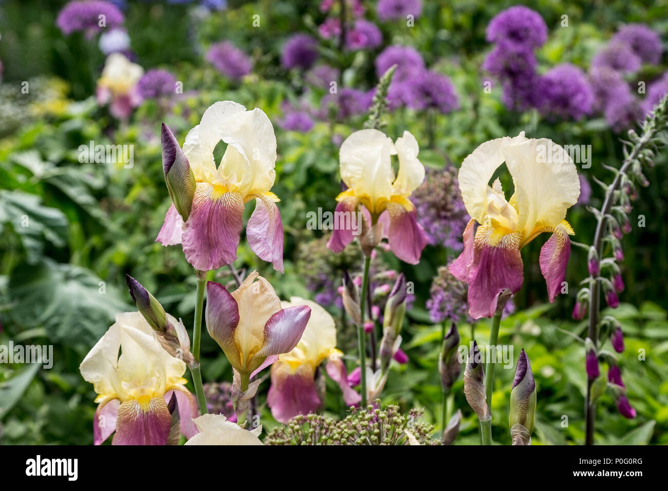 Lila und Gelb Iris wachsen in Sissinghurst Schlossgarten, Weald von Kent, England, Großbritannien Stockfoto
