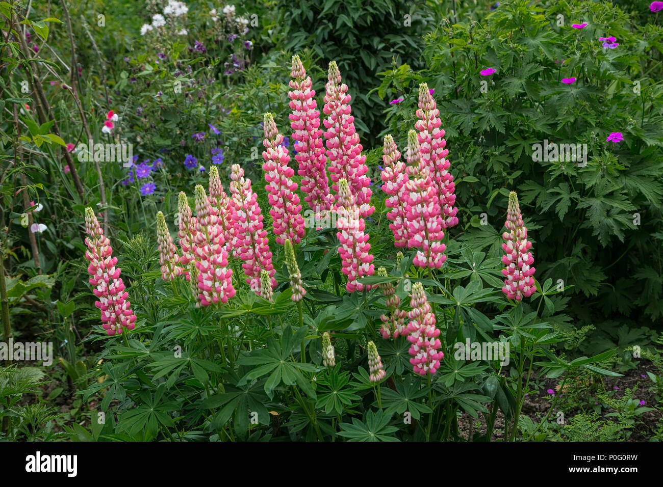 Digitalis (lila Fuchsia) wachsen in Sissinghurst Schlossgarten, Weald von Kent, England, Großbritannien Stockfoto