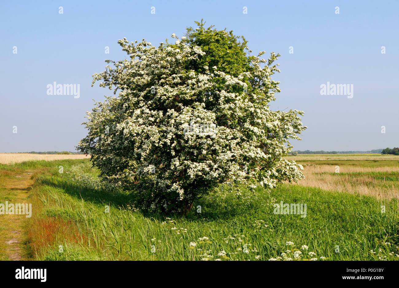Eine Aussicht auf ein Weißdorn, Rosa Moschata, auf offenen Marschland an der West Somerton, Norfolk, England, Vereinigtes Königreich, Europa. Stockfoto