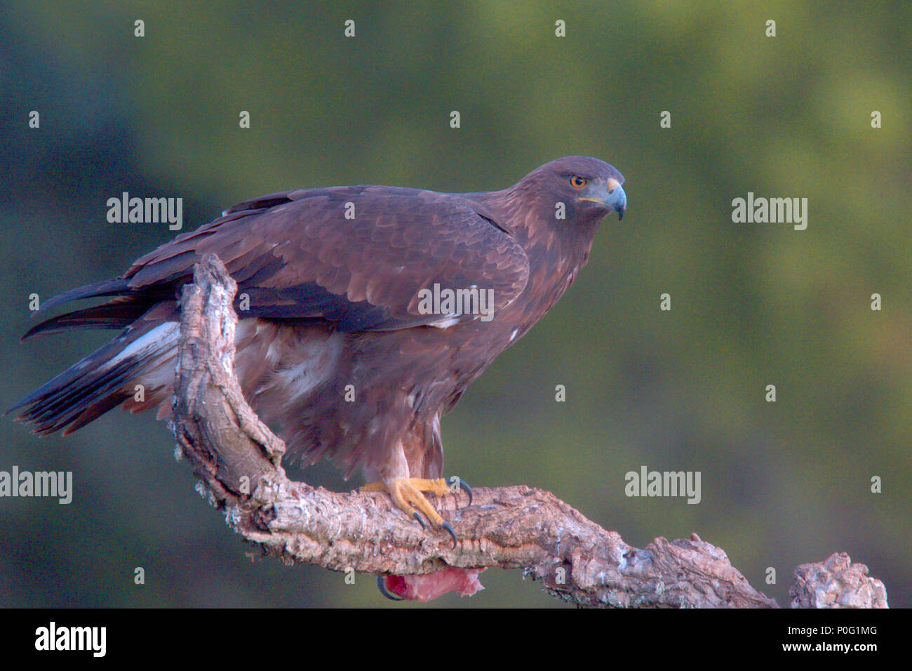 Junge männliche Steinadler (Aquila Chrysaetos), stehend auf einem Zweig, Sierra de Cazorla, Andalusien, Spanien. Stockfoto
